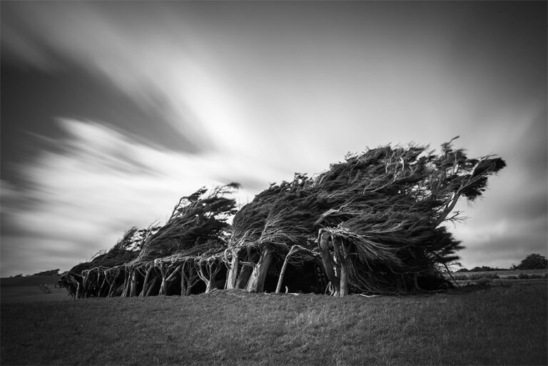 Caitlin Forrest, New Zealand